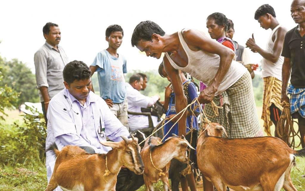 EDUCATION: প্রাণী চিকিৎসা বিজ্ঞান