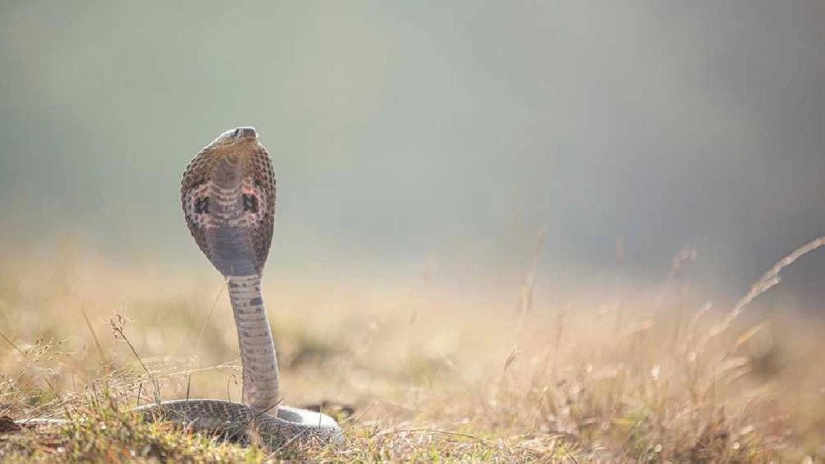 Brother Sister Die Of Snakebite As Black Magician Fails To Cure Them