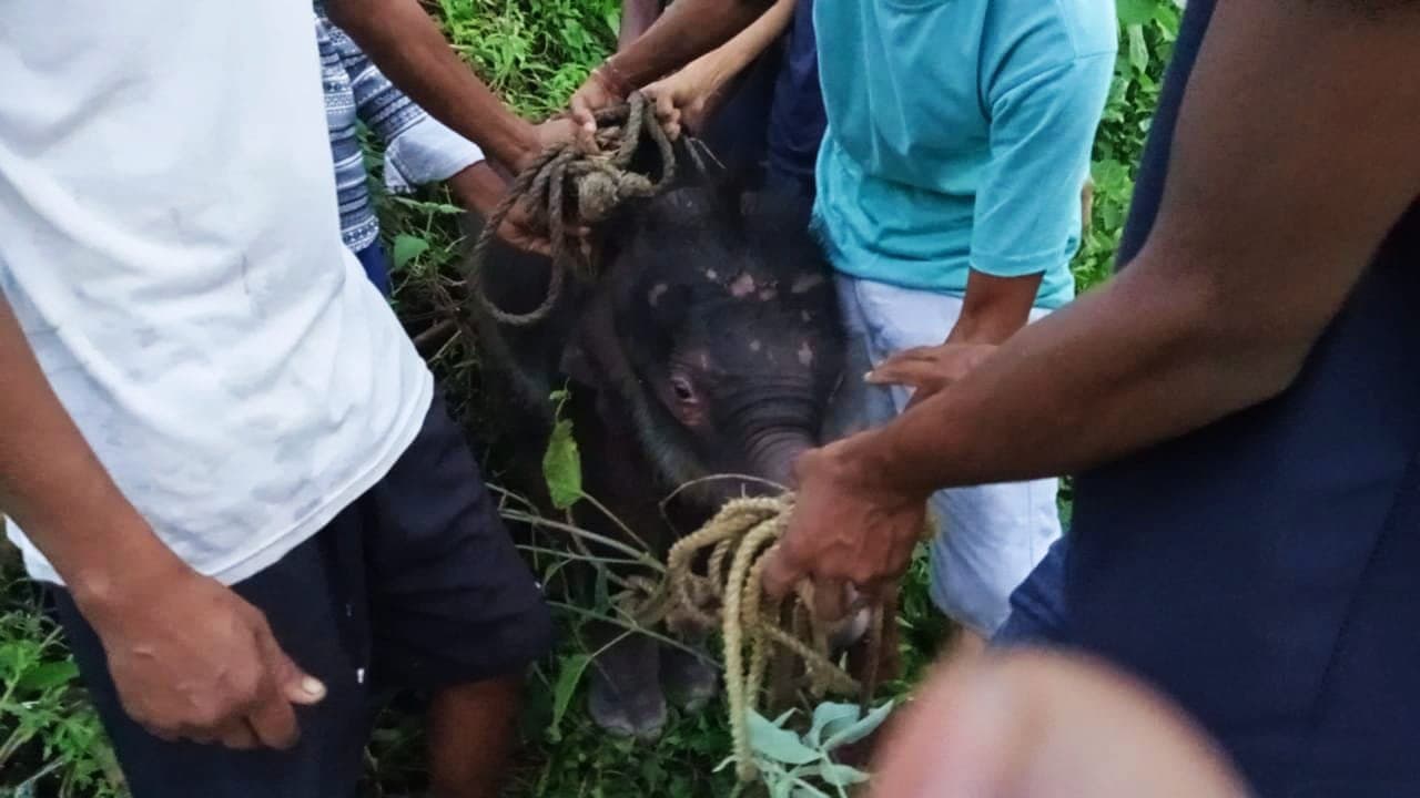 ভেসে যাচ্ছিল, হস্তি শাবককে উদ্ধার করল বনকর্মীরা
