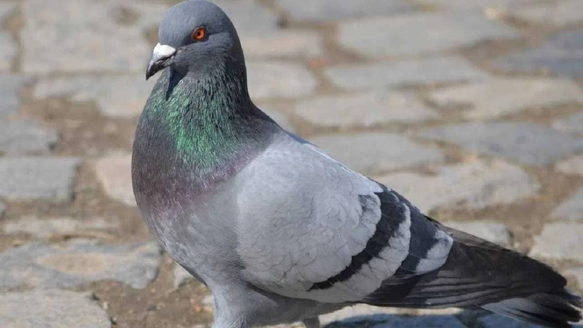 pigeons frequentlt visit your home know what vastu shastra has said about it lif