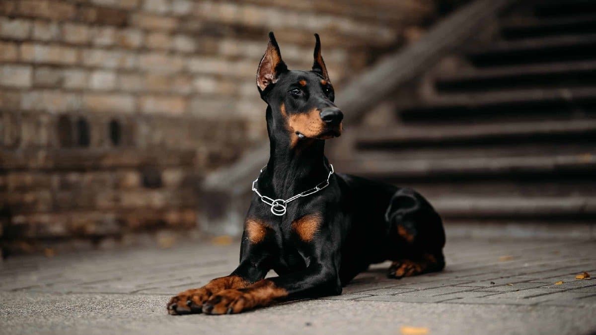 Chinese woman Xu spends over 19 lakh rupee to clone her late dog using a skin sample