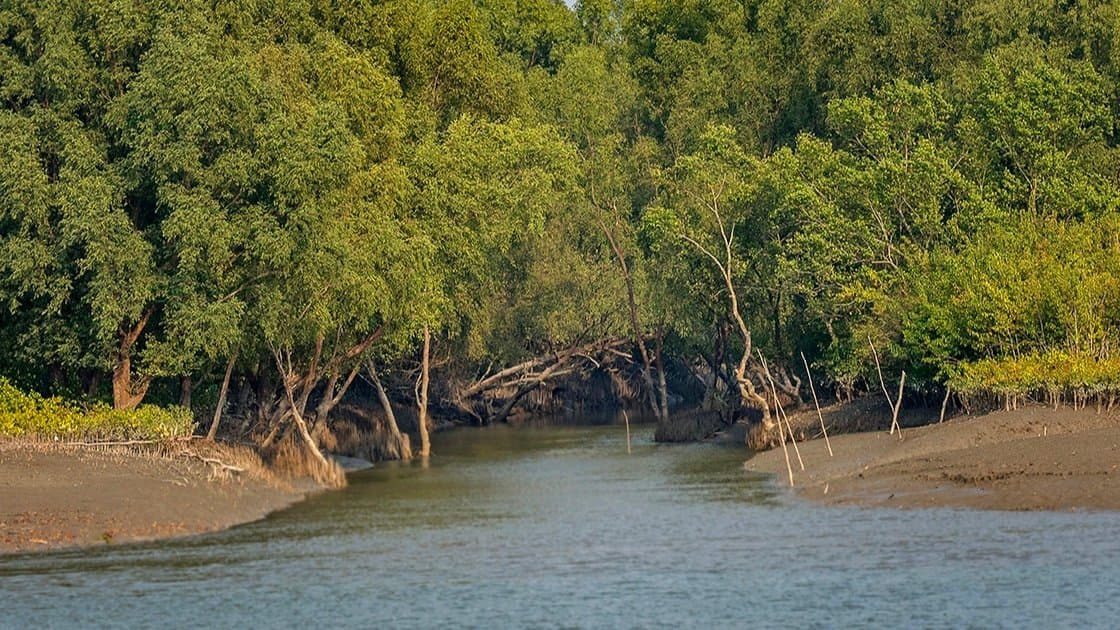 The forest department rescued eleven Bangladeshi people including children who fled from Bangladesh in Sundarbans gnr 