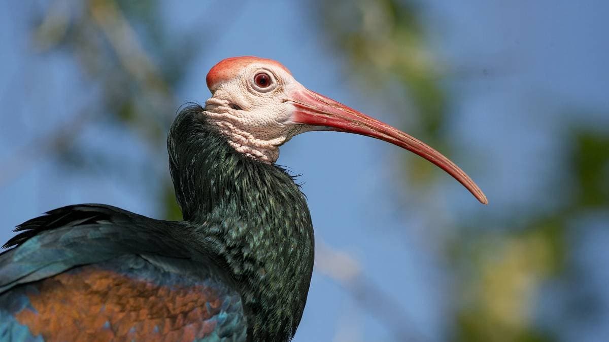 indian great backyard bird count 2025 gnr