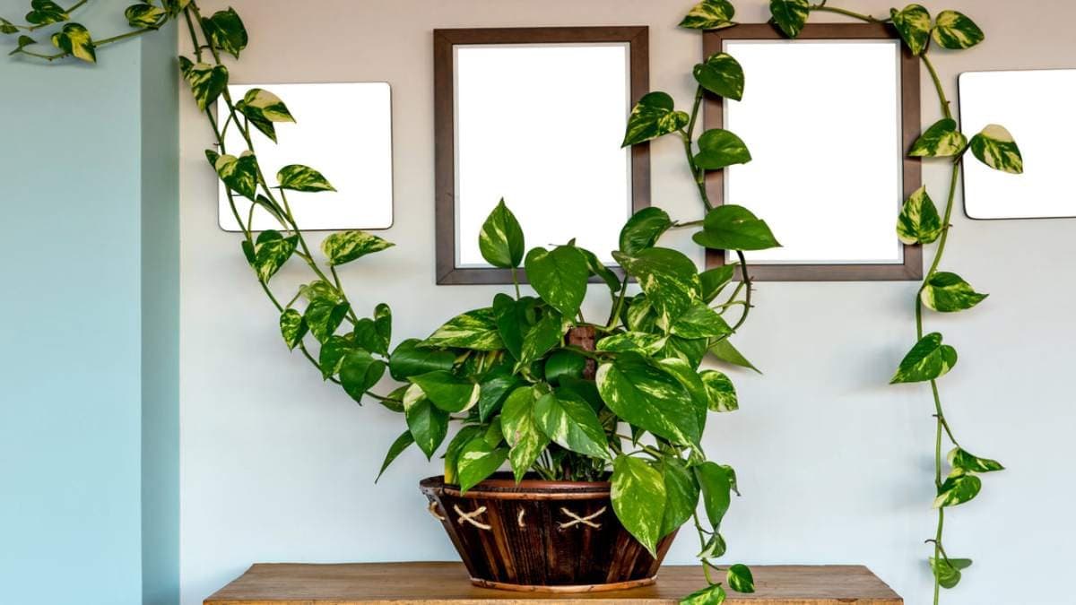 these all tricks can helps to grow your indoor plants specially money plants and make your indoor decoration beautiful lif