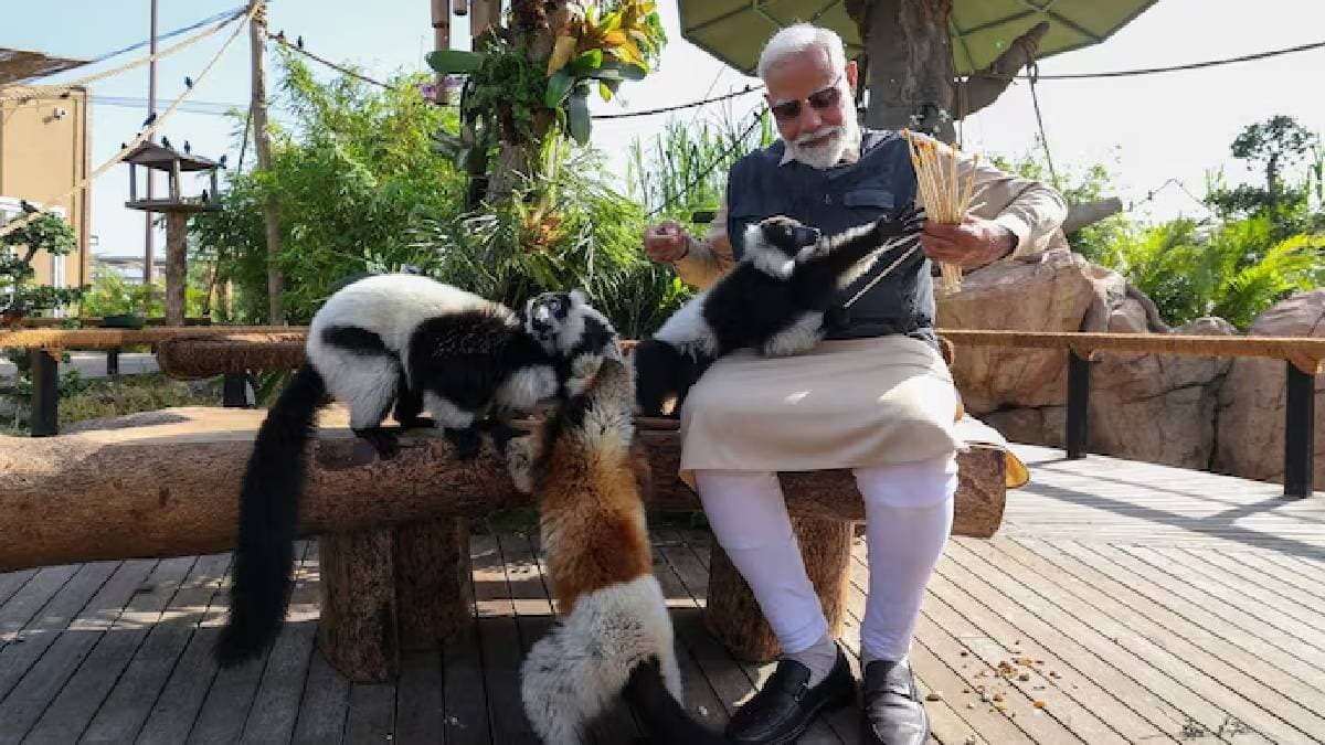 Modi plays with orangutan feeds lion cub at Gujrat Vantara animal shelter