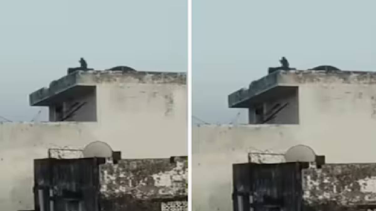 টান দিচ্ছে মাঞ্জায়, ঘুড়ি ওড়াচ্ছে বাঁদর! ভাইরাল ভিডিও-তে ব্যাপক হইহই 
