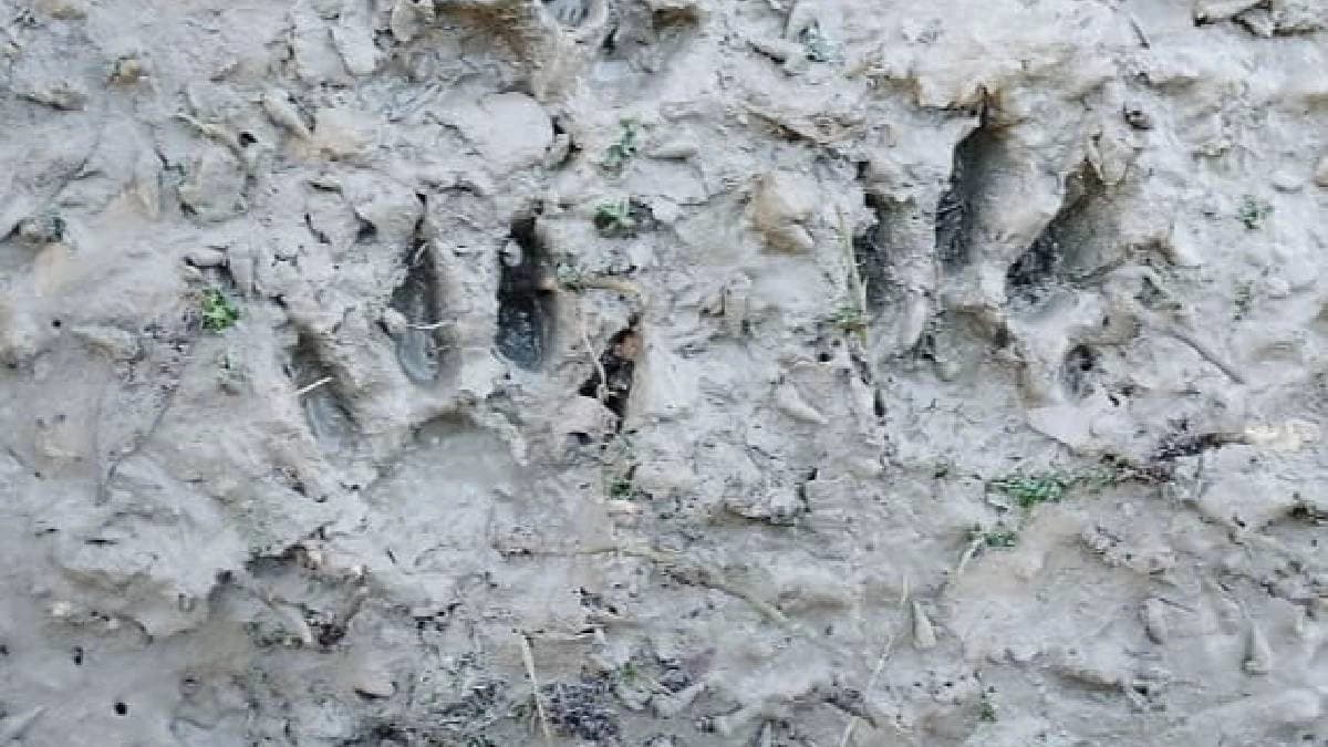  A tiger in Sundarban dragged a fisherman from boat