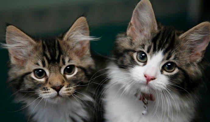 Cat Care: বিড়ালের ডায়াবেটিস এবং আর্থ্রাইটিস? সমস্যার মোকাবিলা করতে কী করবেন? 