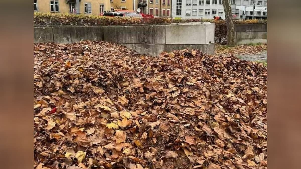 Optical Illusion: find the dog hidden in the pile of leaves