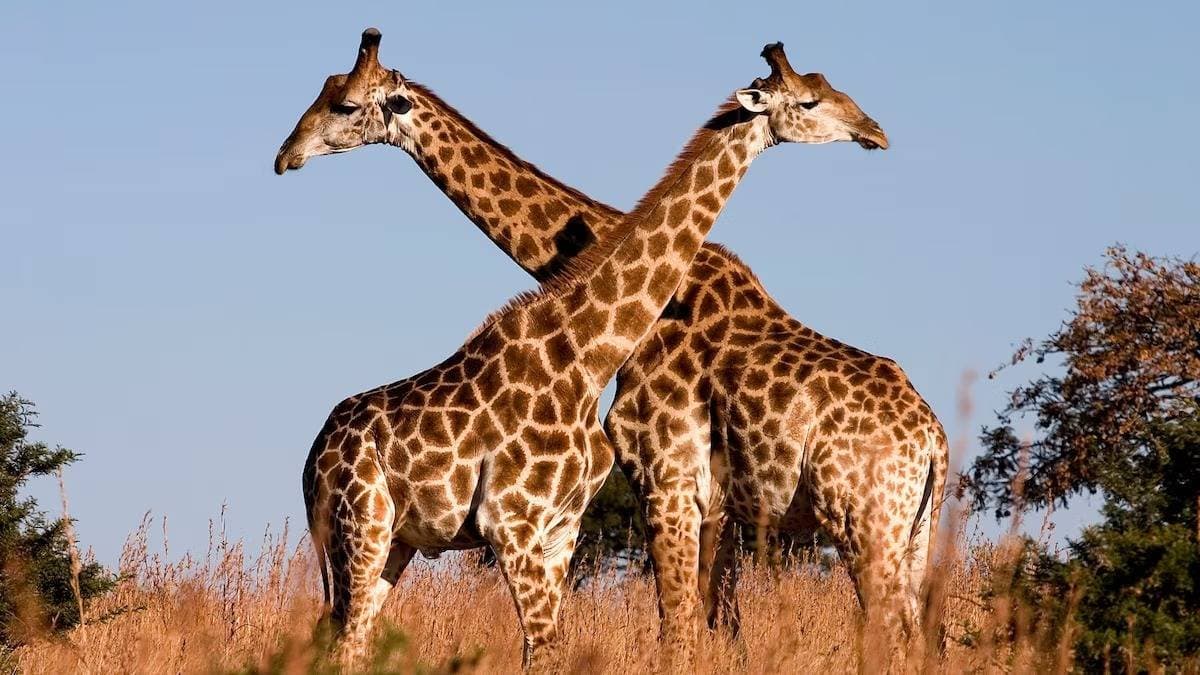 Quest for food or physical intimacy know the actual reasons behind Giraffes such long necks