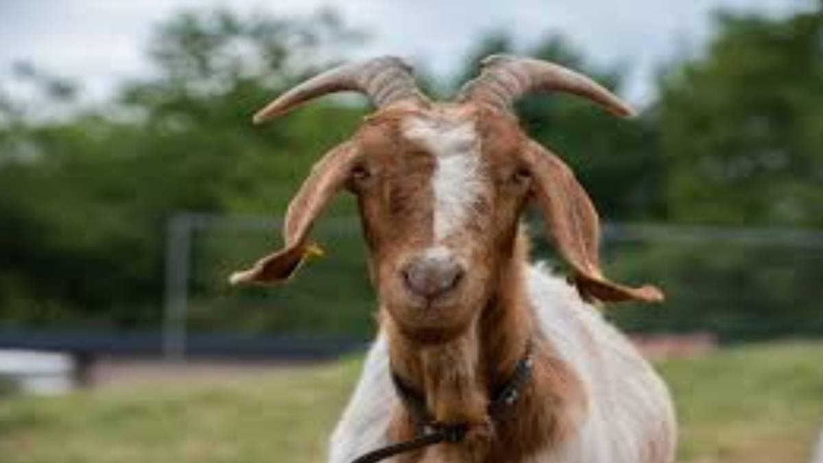 Hindu organisation demnds eco freindly goat in eid