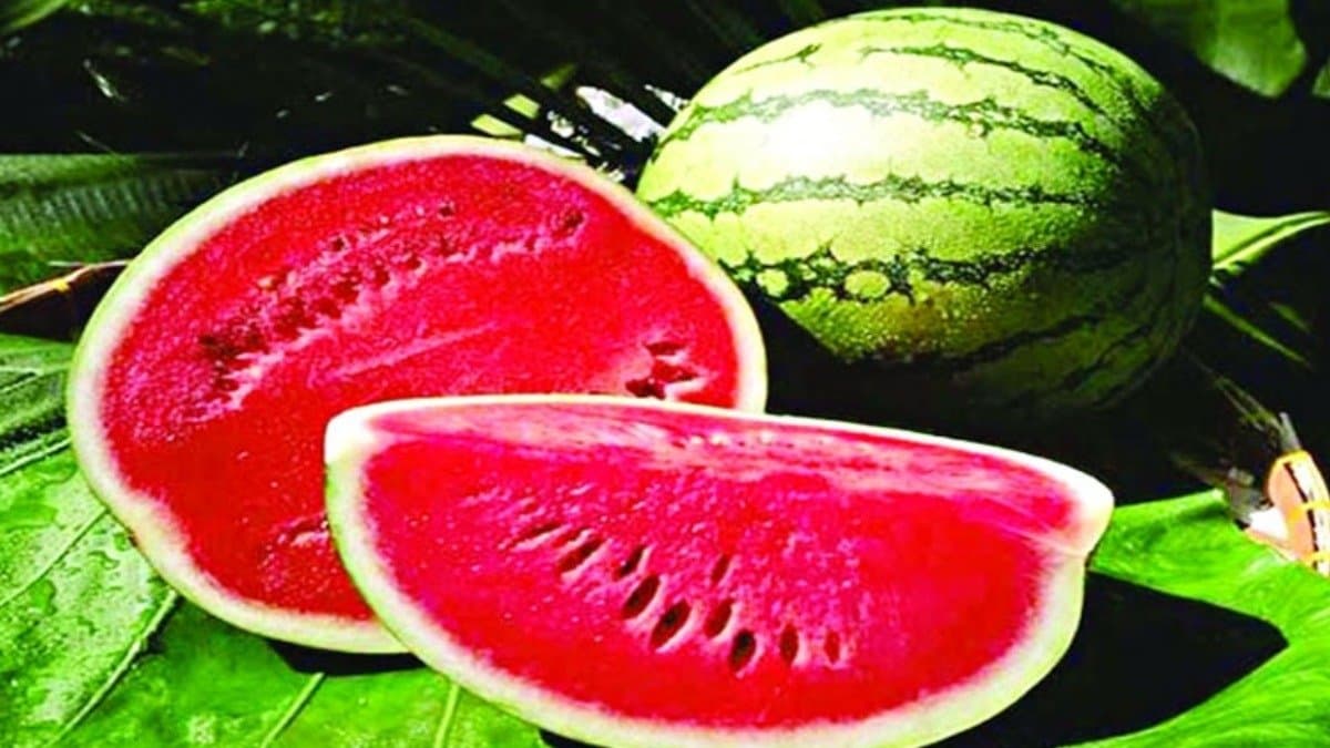 These easy tips help to check if Watermelon is sweet or not before you buy