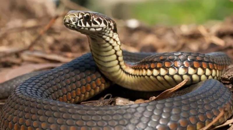 Monsoon Alert: these habits can Invite Snakes into your home