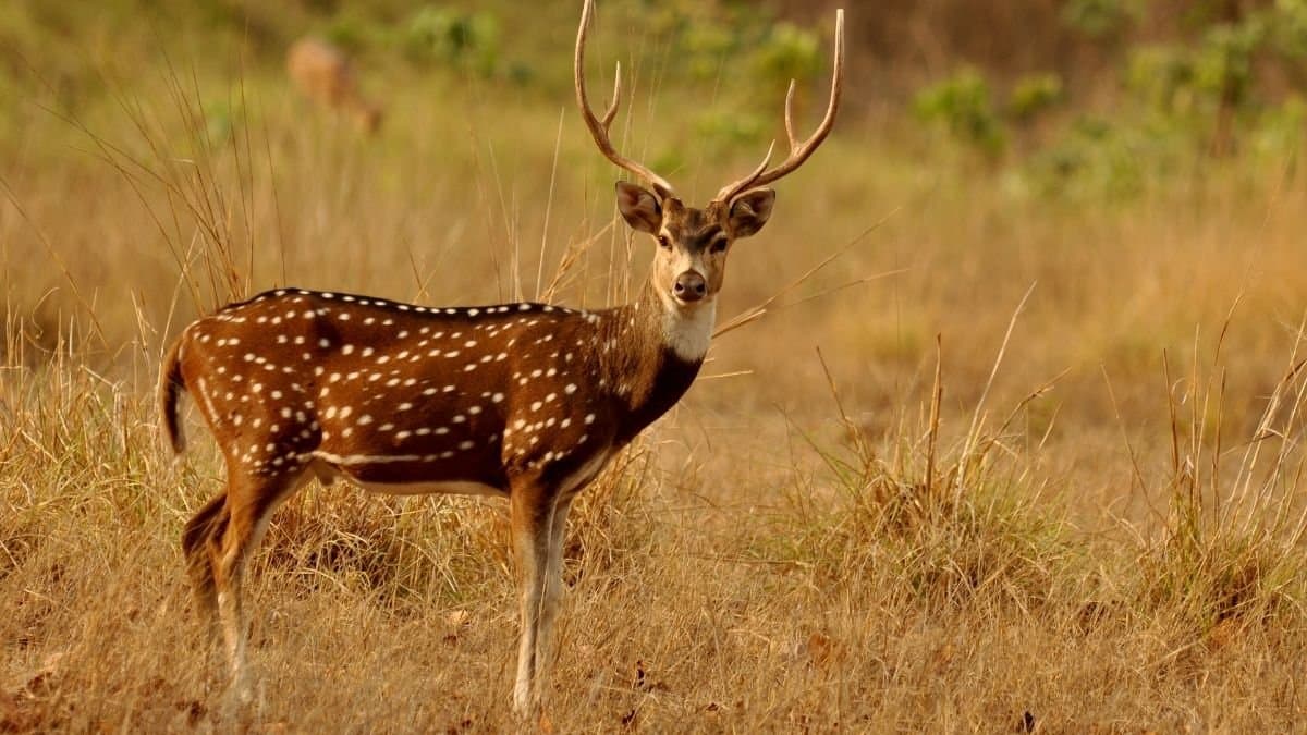  forest department caught the deer hunters gnr 