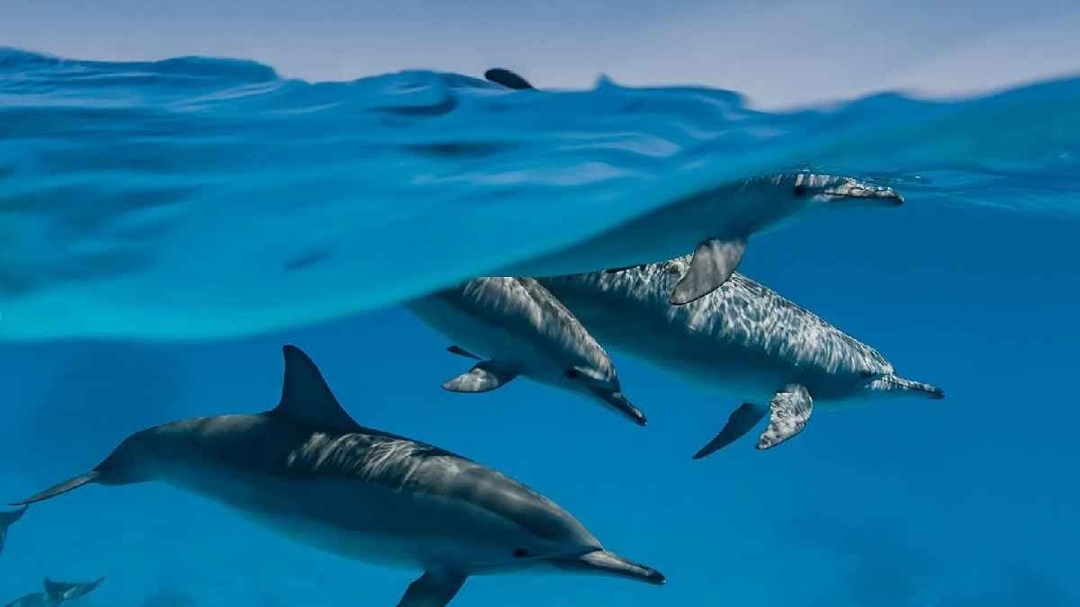 Scientist learn how Dolphin brains evolved the sea