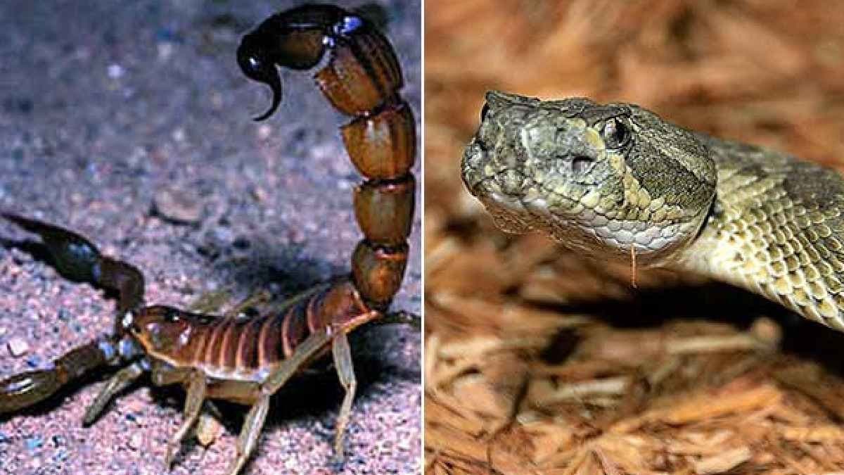 How to handle snakebites and scorpion stings