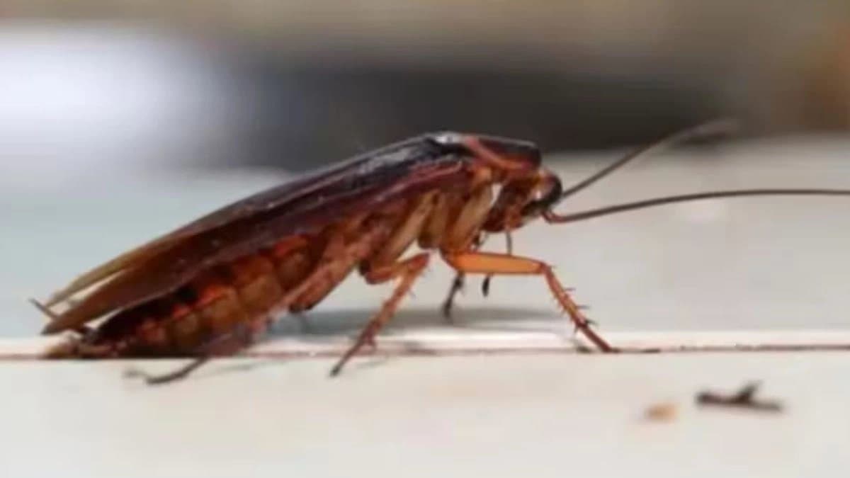 tips and tricks to get rid of cockroaches