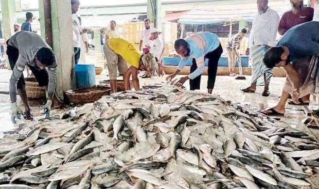  220 maunds hilsa were caught in the net