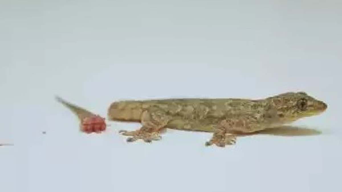 How many times can lizards regrow their tails gnr 