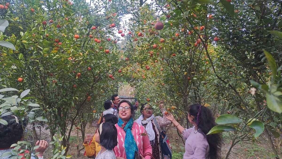 Orange garden of Ashoknagar draws huge attention of tourists gnr