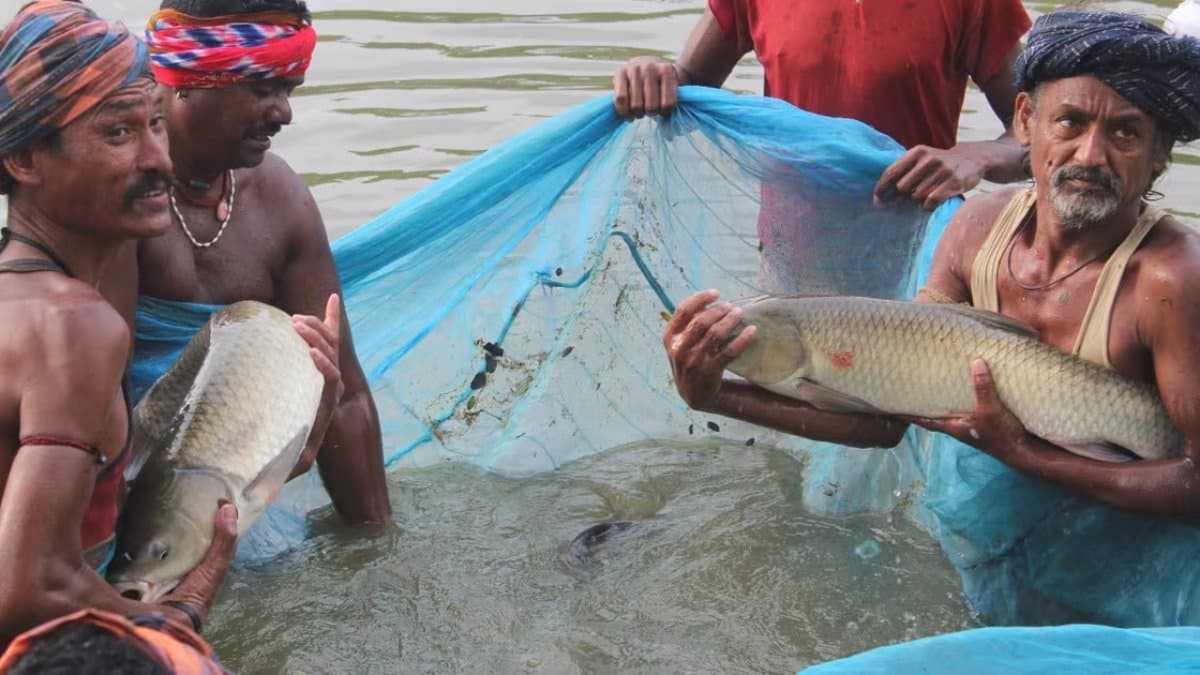 Study finds that Fish can suffer pain for over 20 minutes before dying out of water