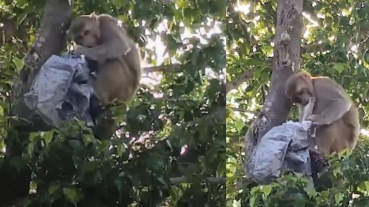 Monkey Climbs Tree With Bag Full Of Cash Then Starts Showering 500 Notes in Uttar Pradesh 