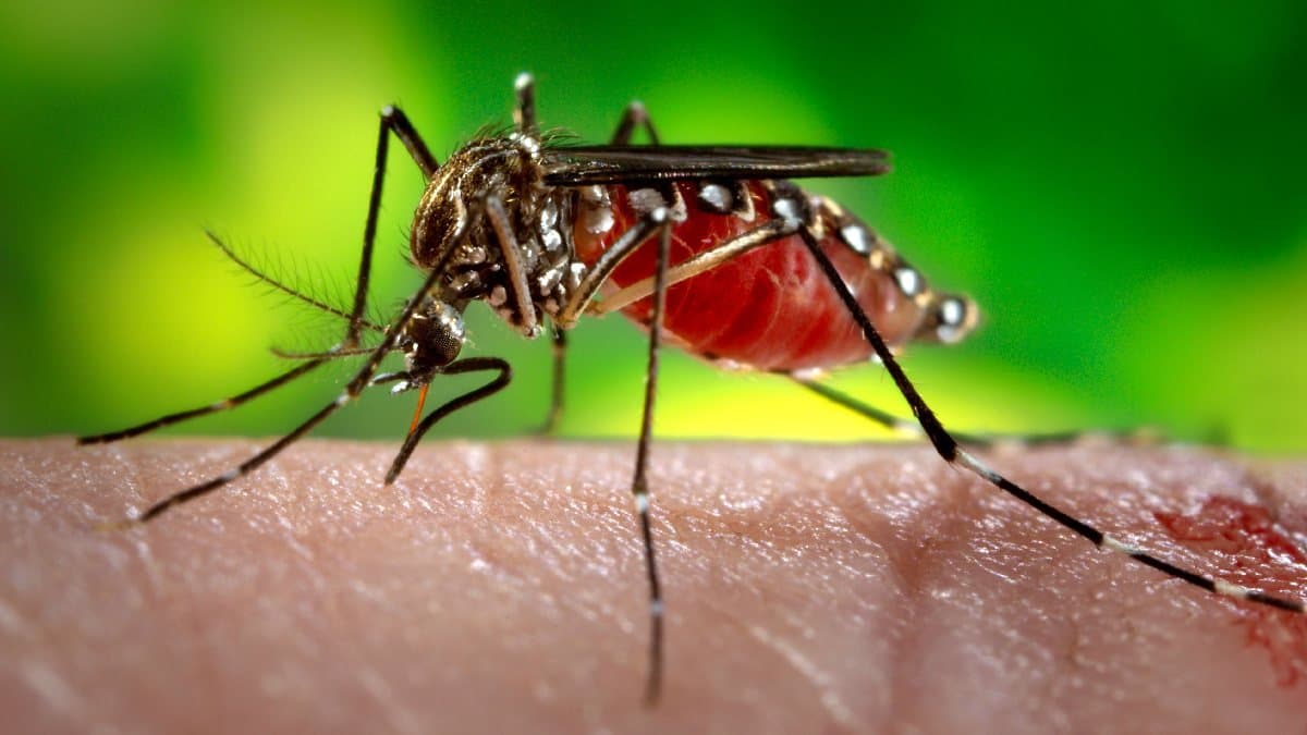 বেছে বেছে আপনাকেই মশা বেশি কামড়ায়? নেপথ্যে থাকতে পারে গভীর কোনও কারণ