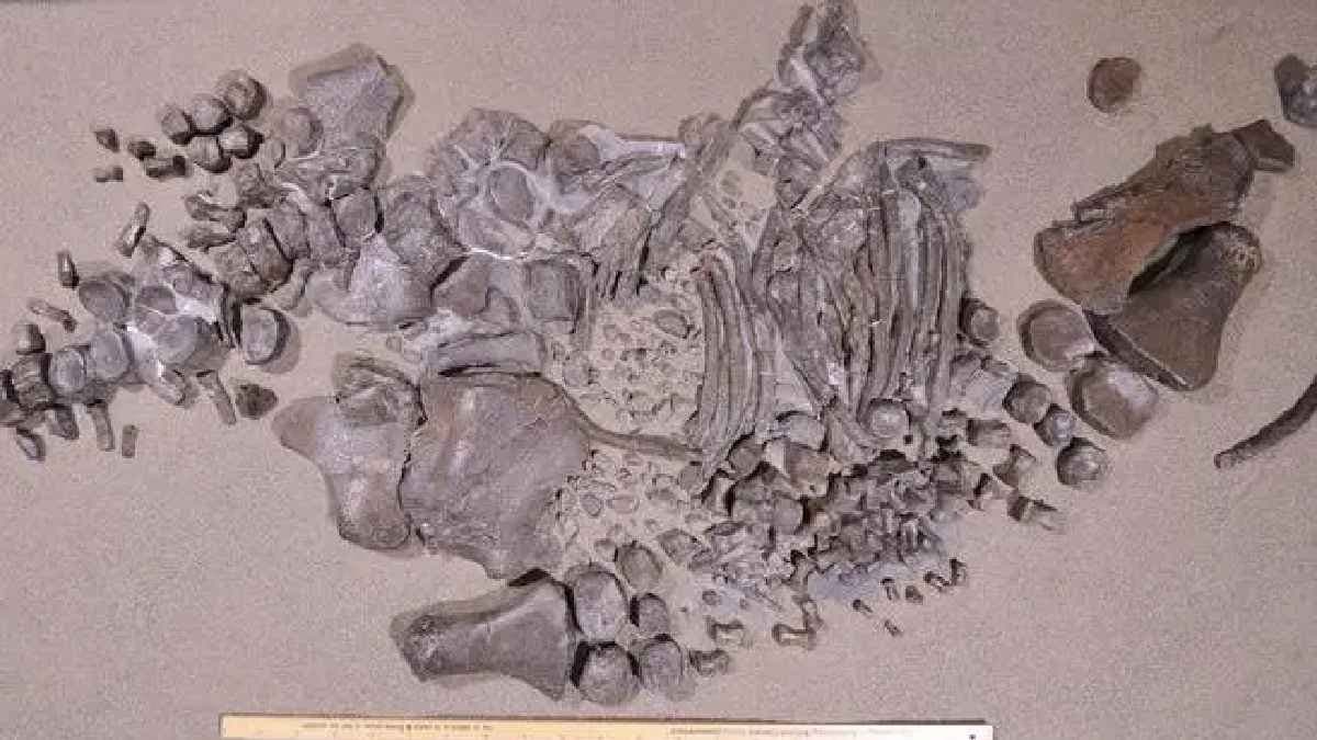  85 million year old fossils reveal new monster of seas