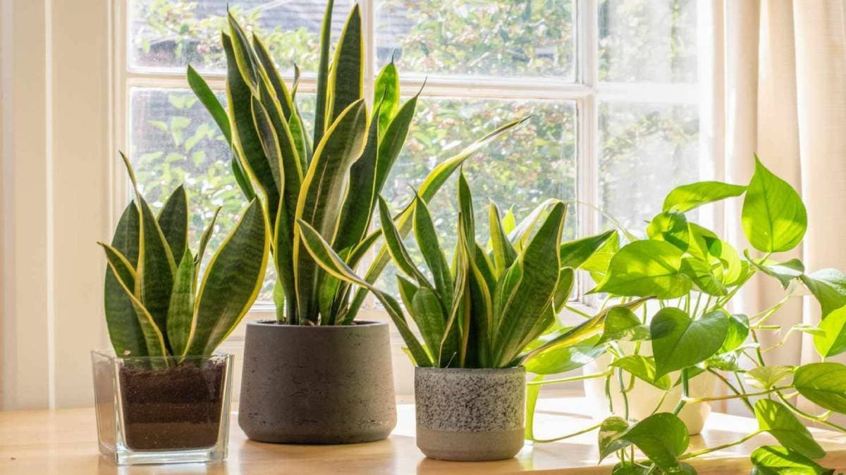 Eight benefits of snake plant