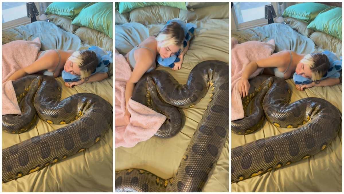 Model sleeps with big anaconda snake