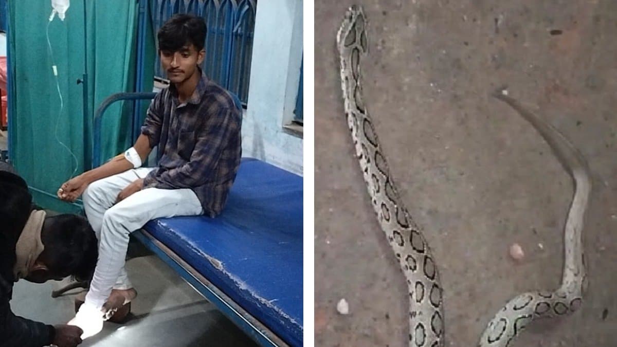 Youth brought a Russell's viper to the hospital after the snake bit him in Purba Bardhaman gnr