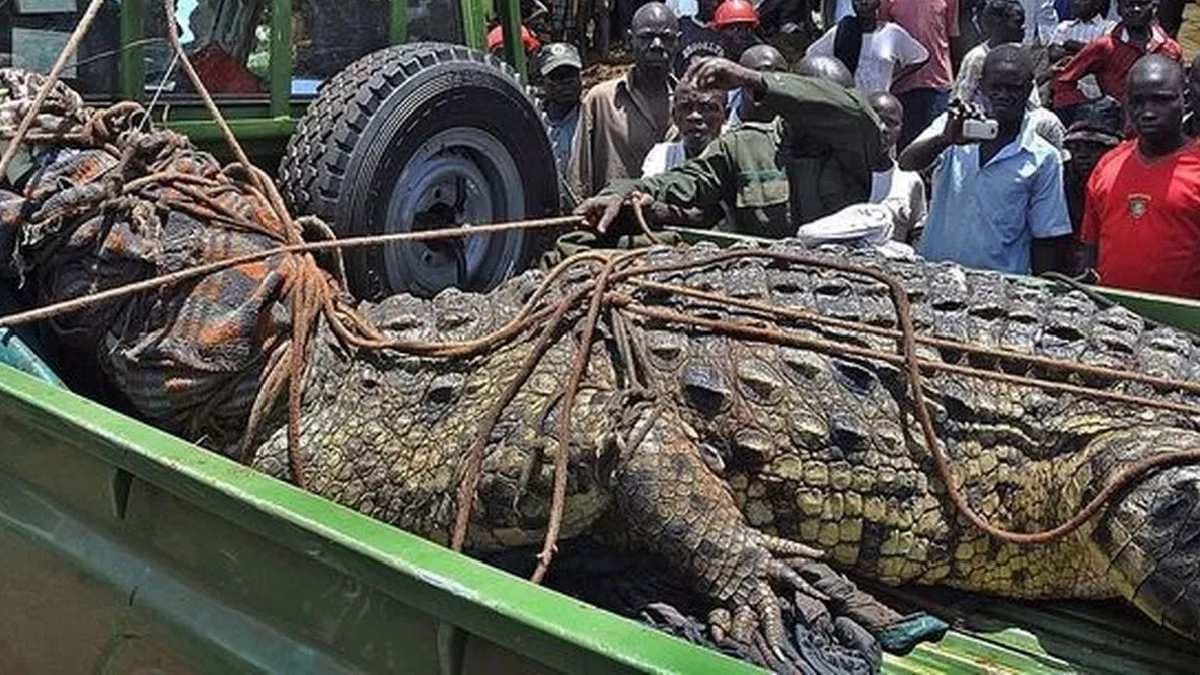 Osama the crocodile ate 80 people