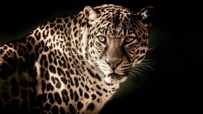 Leopard Kills 3 In Rajasthan, Army Roped In For Search Operation gnr 