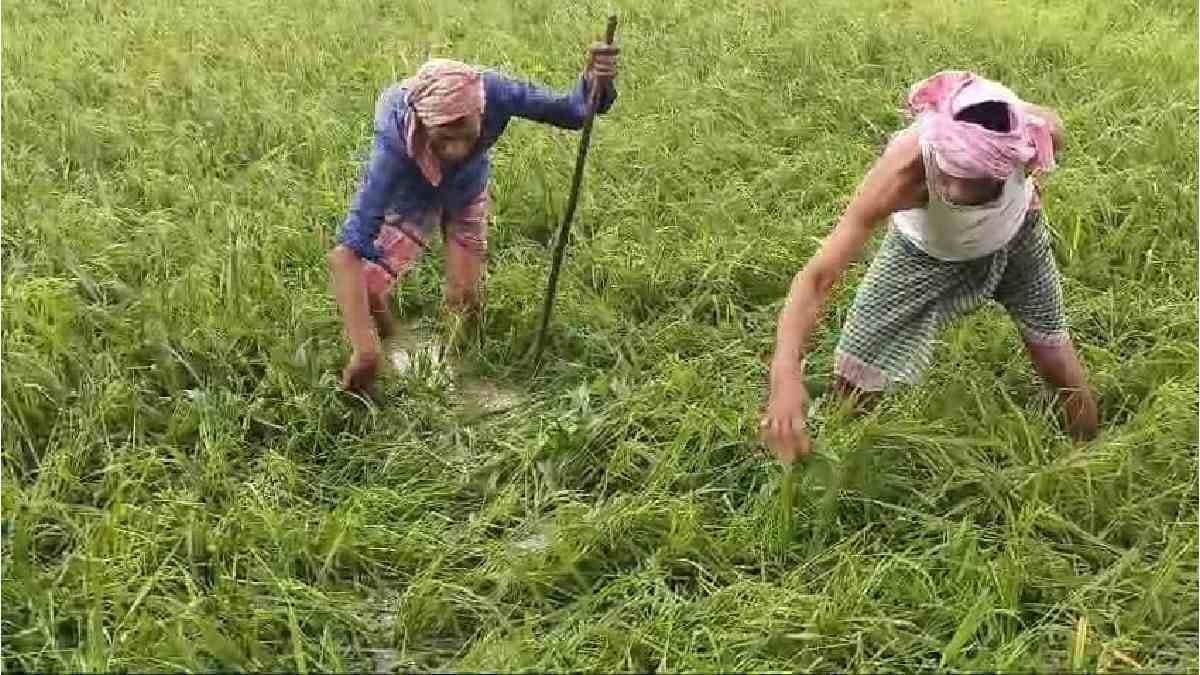 Hail storm damages paddy in the field