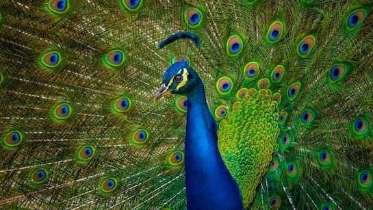 Bizarre Revenge US Man Kills And Eats His Pet Peacocks 