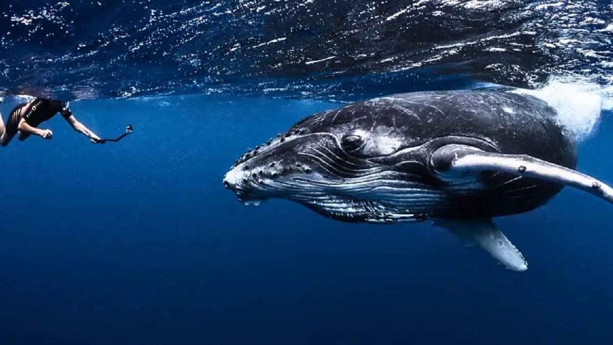 AI Breakthrough Enables Humans to hold 20 minute conversation with a Whale
