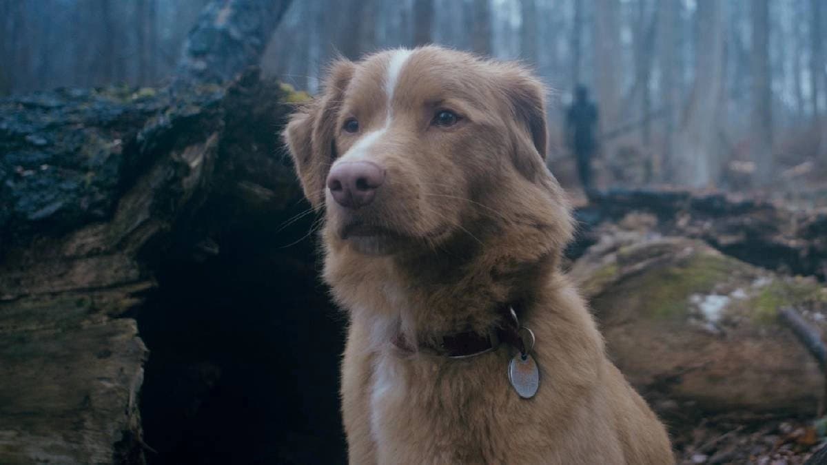 Indy the dog from horror film Good Boy appeals to the Oscars for nomination