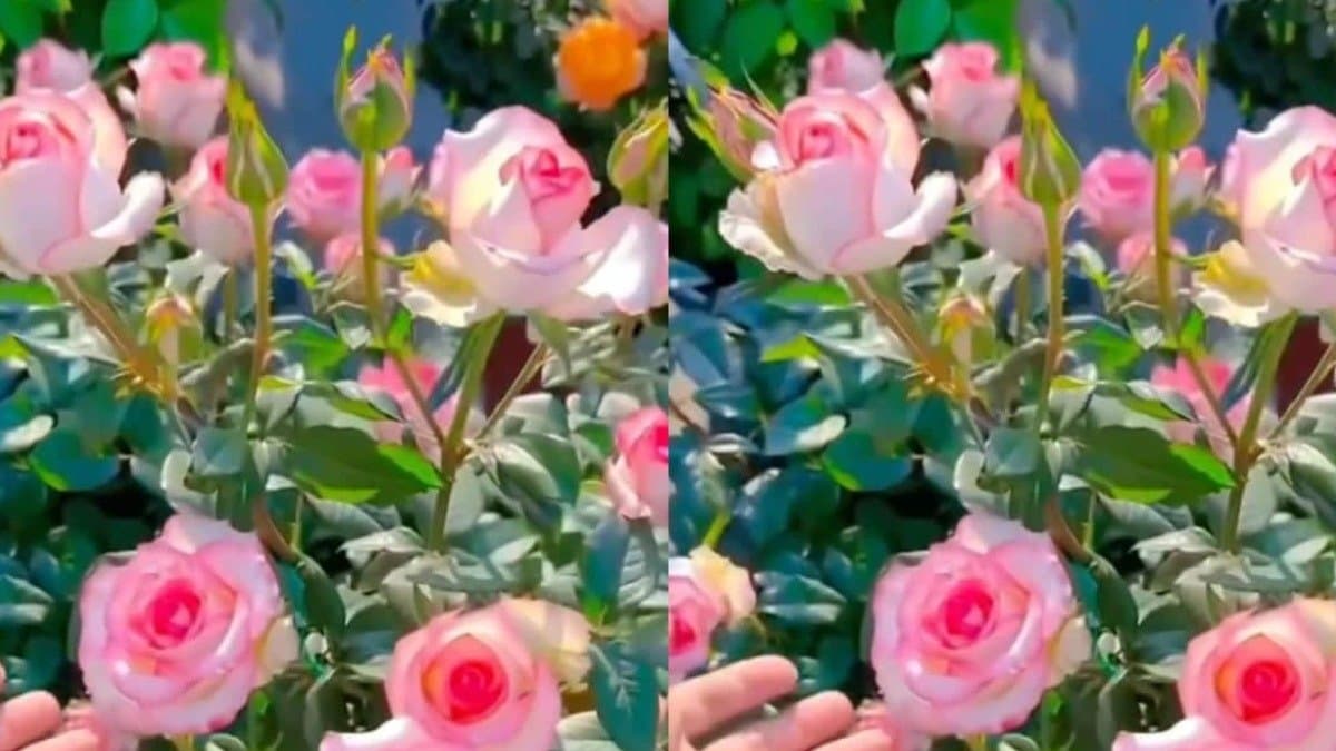 This DIY fertilizer helps to bloom rose flower