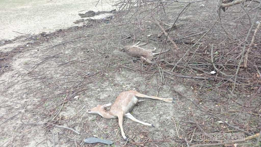  29 deer dead bodies found in sundarban after cyclone remal hits Bangladesh 
