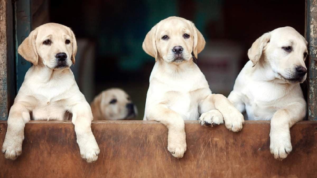 Five things you should know before adopting a labrador Dog pet