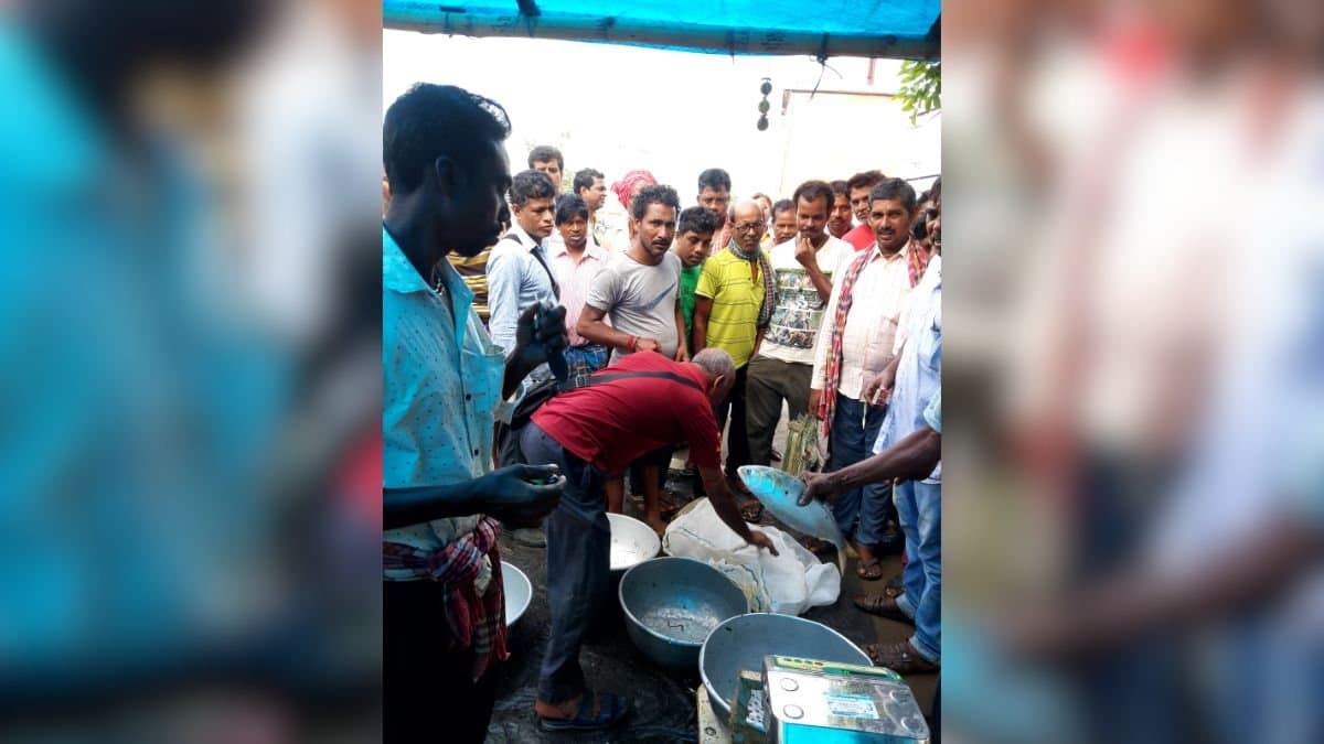 After 20 years fisherman netted hilsa fish in damodar_gnr