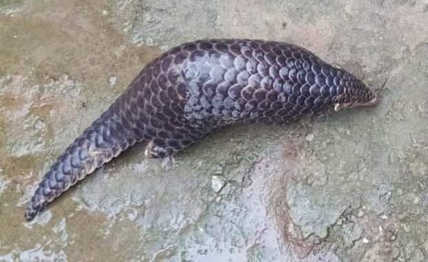 Dooars: মালবাজারে মিলল প্যাঙ্গোলিনের হদিশ 
