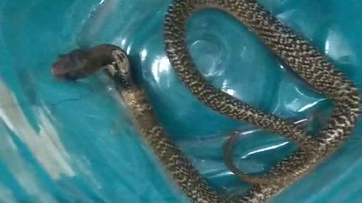 Man injured after snake bite in canning gnr 