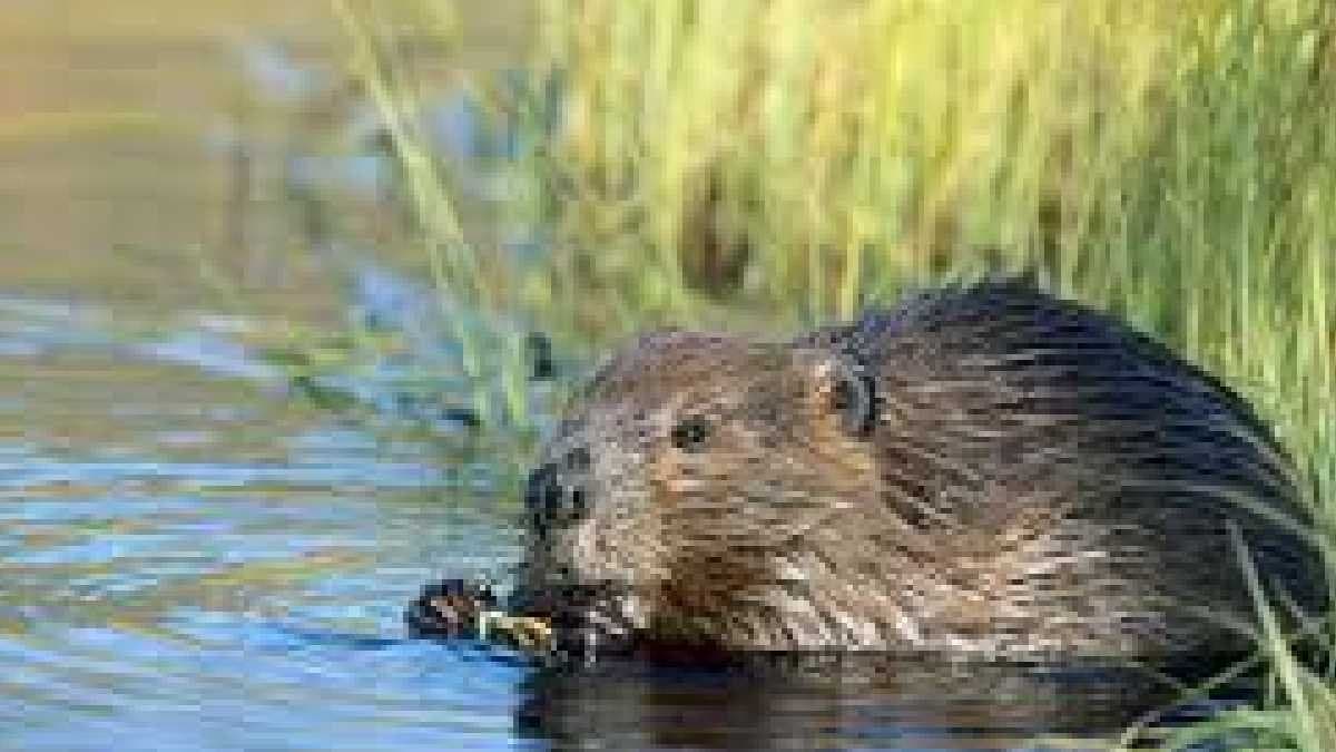 Beavers built a dam in brdy nature park in two days goes viral gnr 