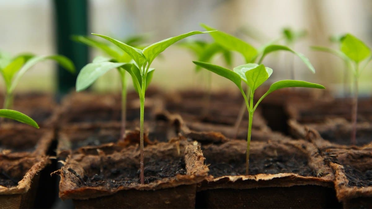 World Earth Day is celebrated in 22nd April what is the theme of this event this year