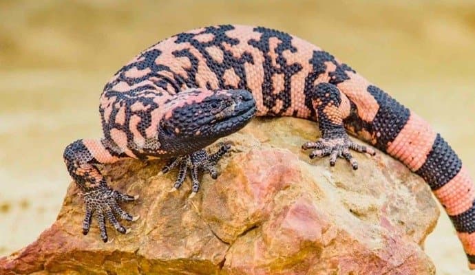 A‌merica:‌ ‌পোষা টিকটিকির কামড়ে যুবকের মৃত্যু