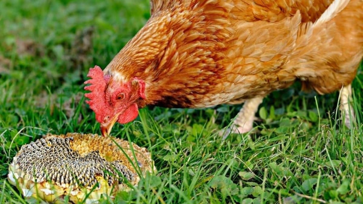 Chicken raised by listening music and drinking milk restaurants claim gone viral