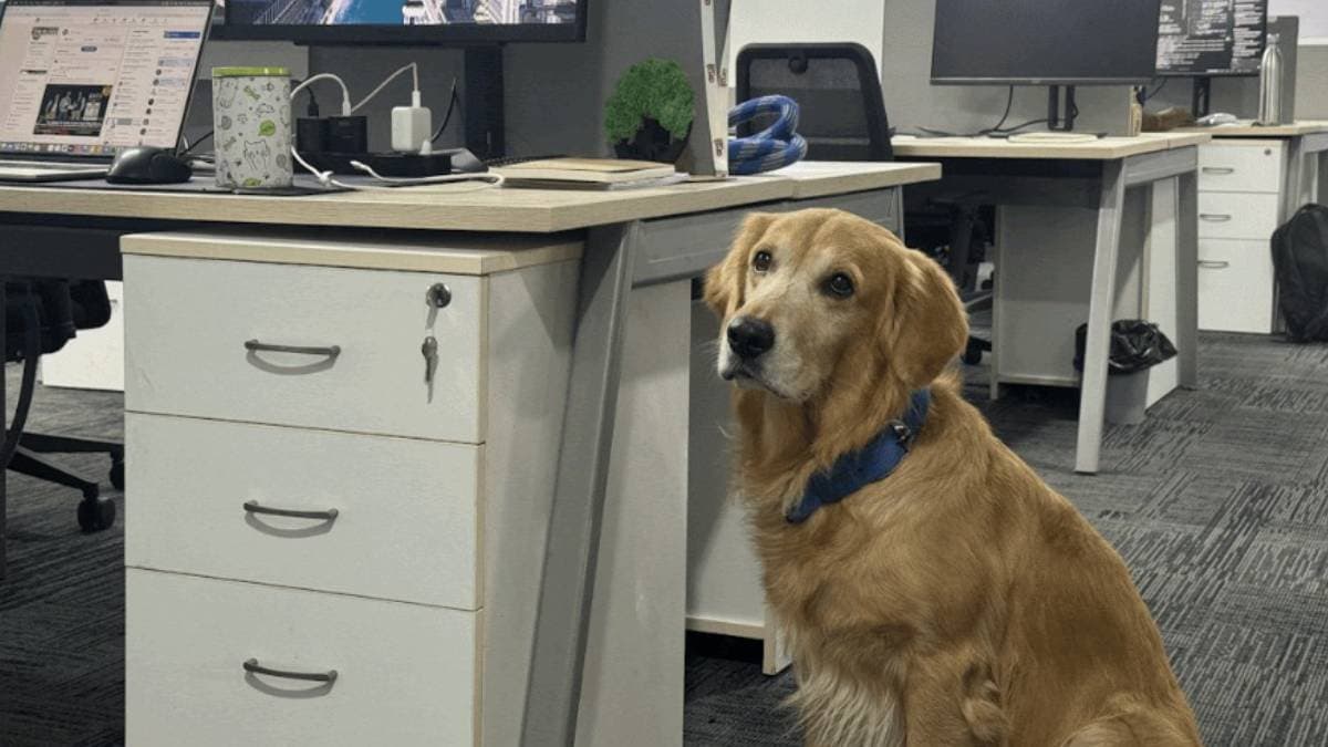 Golden Retriever got a job at this startup in India