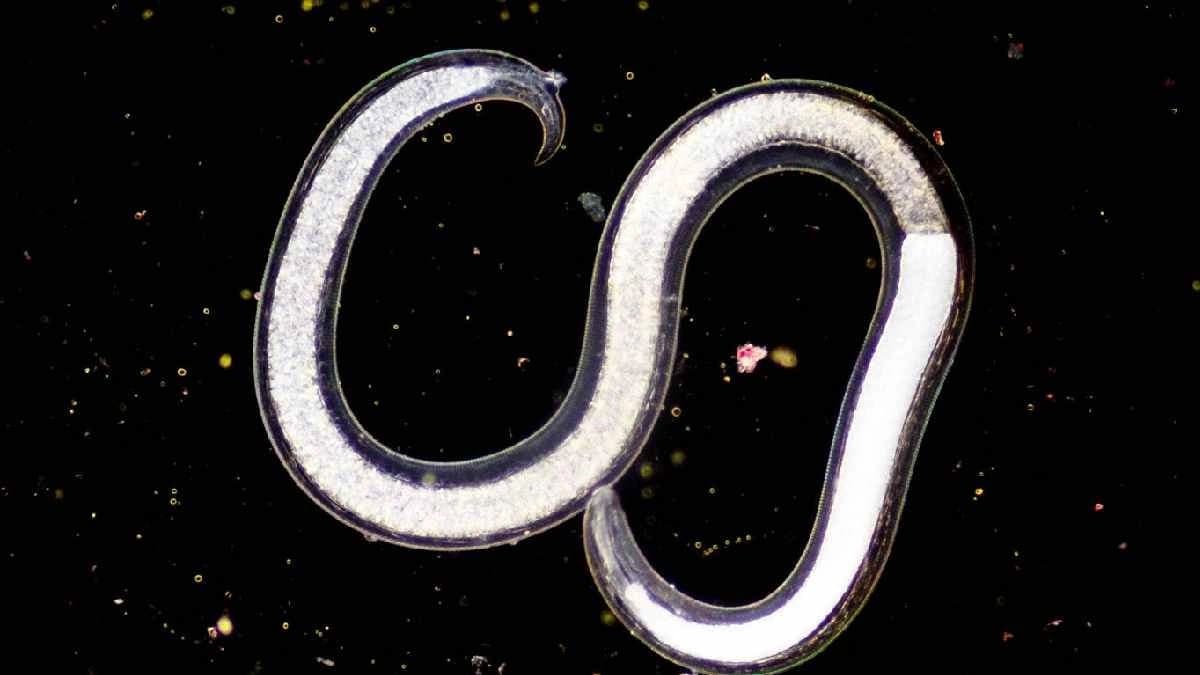 New species with unusual genetics rebirth in Earth after 46000 years