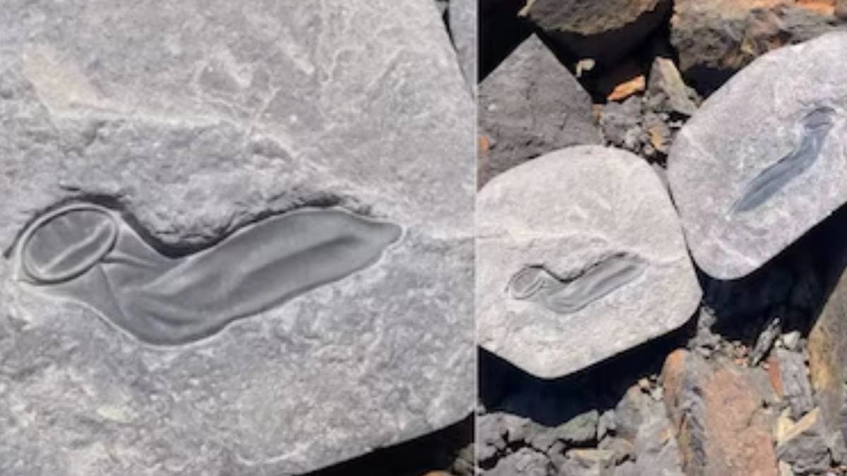 Man finds something strange resembling a dinosaur condom